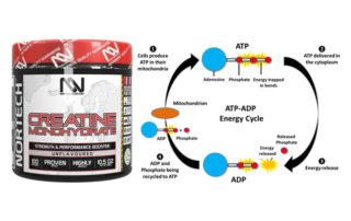 Shiny black Krea-Bolic bottle with vibrant, high-end Nortech Nutrition label accompanied with ATP-ADP Energy cycle chart