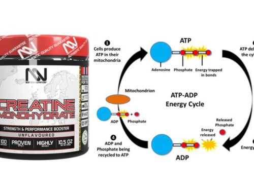 ATP, the King of muscle power with Creatine